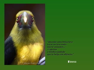 “Quando uma brisa leve
tocar no teu rosto,
não te assustes…
é apenas
a minha saudade
que te beija em silêncio.”

Faneca

 