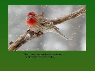 “Vive o presente, sonha com o futuro
e aprende com o passado.”

 