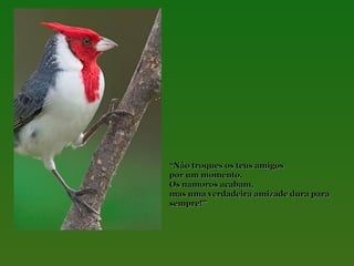 “Não troques os teus amigos
por um momento.
Os namoros acabam,
mas uma verdadeira amizade dura para
sempre!”

 