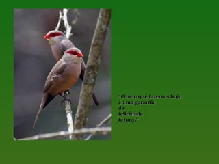 “O bem que fazemos hoje
é uma garantia
da
felicidade
futura.”

 