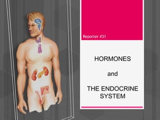 Reporter #31 
HORMONES 
and 
THE ENDOCRINE 
SYSTEM 
 