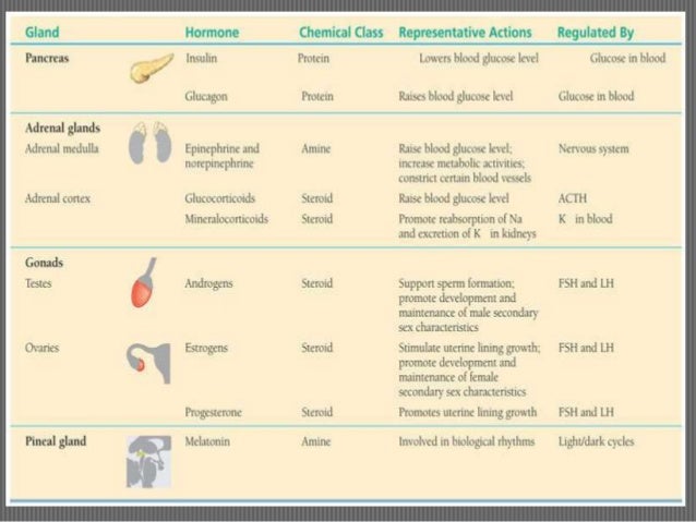 endocrine hormones