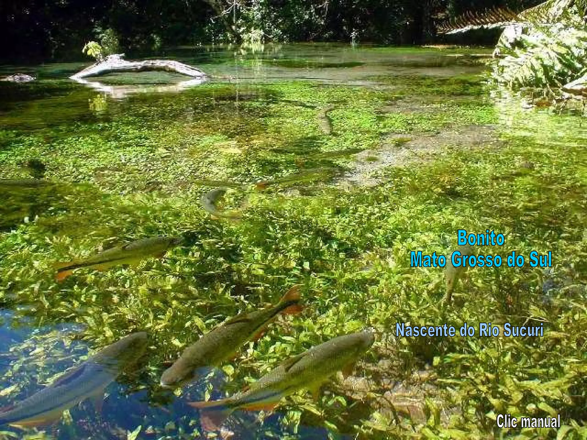 Bonito Mato Grosso do Sul Nascente do Rio Sucuri Clic manual