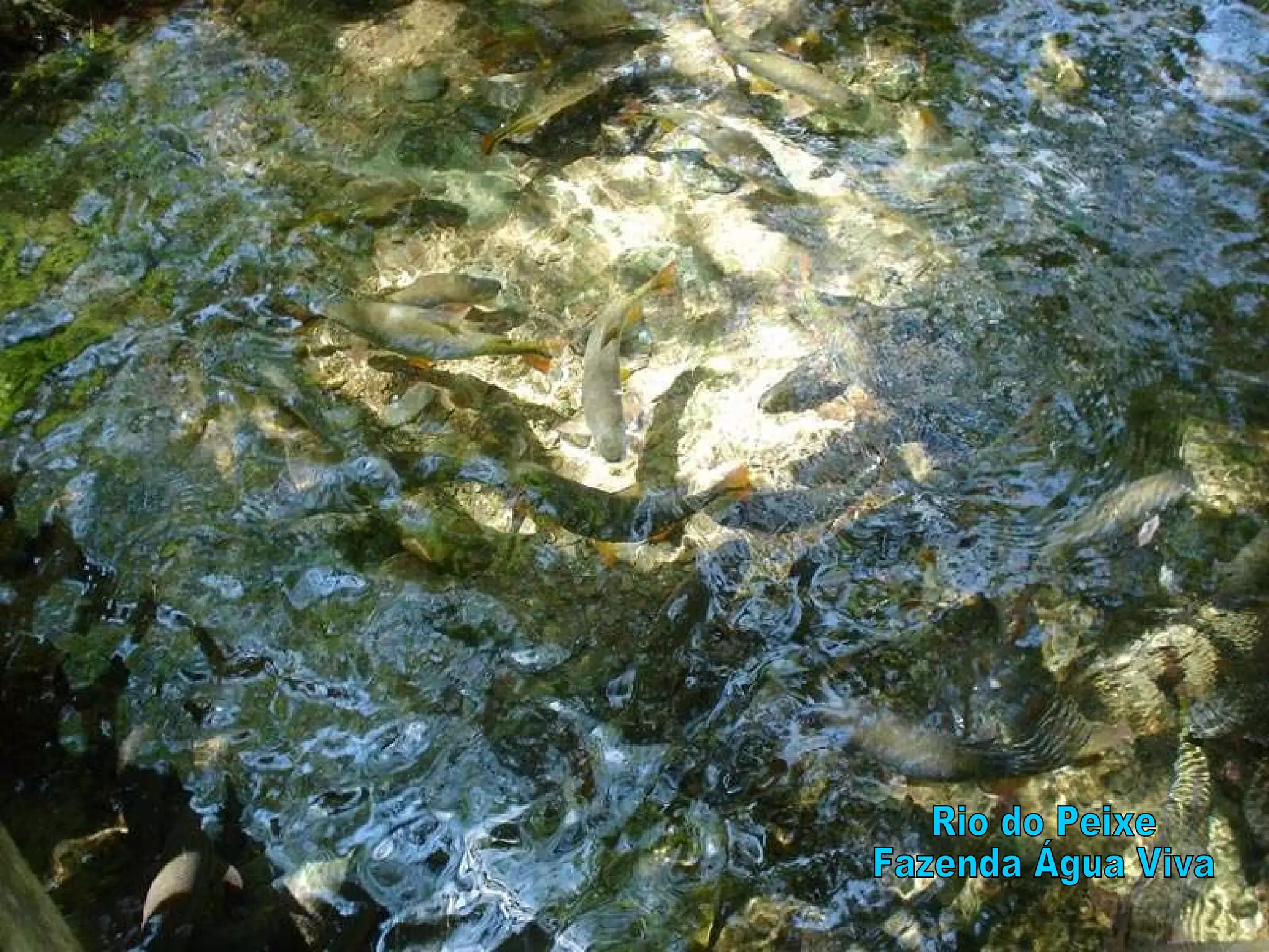 Rio do Peixe Fazenda Água Viva