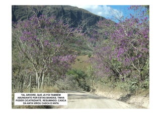 TAL ÁRVORE, QUE JÁ FOI TAMBÉM
 ABUNDANTE POR ESTAS BANDAS, TINHA
PODER CICATRIZANTE. RESUMINDO: CASCA
     DA ANTA VIROU CASCA D’ANTA
 