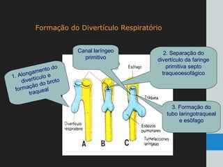 Formação do Divertículo Respiratório
1. Alongamento do
divertículo e
formação do broto
traqueal
2. Separação do
divertículo da faringe
primitiva septo
traqueoesofágico
3. Formação do
tubo laringotraqueal
e esôfago
Canal laríngeo
primitivo
 