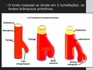 • O broto traqueal se divide em 2 tumefações: os
brotos brônquicos primitivos.
 