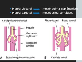• Pleura visceral mesênquima esplâncnico;
• Pleura parietal mesoderma somático.
 