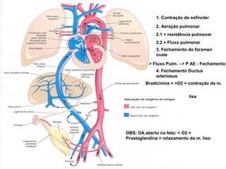 1. Contração do esfíncter
2. Aeração pulmonar
2.1 < resistência pulmonar
2.2 > Fluxo pulmonar
3. Fechamento do foramen
ovale
> Fluxo Pulm. - > P AE - Fechamento
4. Fechamento Ductus
arteriosus
Bradicinina + >O2 = contração da m.
lisa
OBS: DA aberto no feto: < O2 =
Prostaglandina = relaxamento do m. liso
 