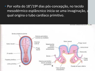 • Por volta do 18°/19º dias pós-concepção, no tecido
mesodérmico esplâncnico inicia-se uma invaginação, a
qual origina o tubo cardíaco primitivo.
 