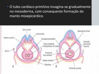 • O tubo cardíaco primitivo invagina-se gradualmente
no mesoderma, com consequente formação do
manto mioepicárdico.
 