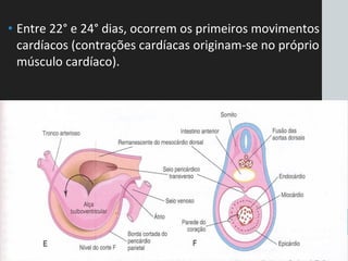 • Entre 22° e 24° dias, ocorrem os primeiros movimentos
cardíacos (contrações cardíacas originam-se no próprio
músculo cardíaco).
 