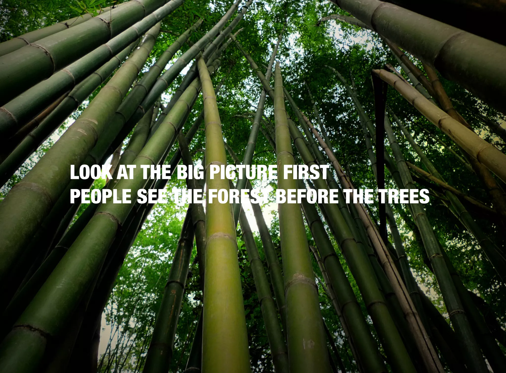 LOOK AT THE BIG PICTURE FIRST
PEOPLE SEE THE FOREST BEFORE THE TREES
 