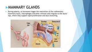 MAMMARY GLANDS
 During puberty, as hormones trigger the maturation of the rudimentary
mammary ducts, macrophages and other immune cells migrate to the ducts’
tips, where they support rapid proliferation and duct branching.
 