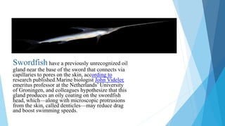 Swordfish have a previously unrecognized oil
gland near the base of the sword that connects via
capillaries to pores on the skin, according to
research published.Marine biologist John Videler,
emeritus professor at the Netherlands’ University
of Groningen, and colleagues hypothesize that this
gland produces an oily coating on the swordfish
head, which—along with microscopic protrusions
from the skin, called denticles—may reduce drag
and boost swimming speeds.
 