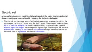 Electric eel
A researcher documents electric eels jumping out of the water to shock potential
threats, confirming a centuries-old report of the defensive behavior.
 The electric eel has three pairs of abdominal organs that produce electricity: the
main organ, the Hunter's organ, and the Sach's organ. These organs make up four-
fifths of its body, and give the electric eel the ability to generate two types of
electric organ discharges: low voltage and high voltage. These organs are made of
electrocytes, lined up so a current of ions can flow through them and stacked so
each one adds to a potential difference.[citation needed]
 