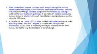  When the eel finds its prey, the brain sends a signal through the nervous
system to the electrocytes.[citation needed] This opens the ion channels, allowing
sodium to flow through, reversing the polarity momentarily. By causing a
sudden difference in electric potential, it generates an electric current in a
manner similar to a battery, in which stacked plates each produce an electric
potential difference.
 In the electric eel, some 5,000 to 6,000 stacked electroplaques are can make
a shock up to 860 volts and 1 ampere of current (860 watts) for two
milliseconds. Such a shock is extremely unlikely to be deadly for an adult
human, due to the very short duration of the discharge.
 