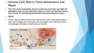 Immune Cells' Role in Tissue Maintenance and
Repair
 The cells of the mammalian immune system do more than just fight off
pathogens; they are also important players in stem cell function and are
thus crucial for maintaining homeostasis and recovering from injury
 BRAIN
 As new neurons differentiate from neural stem cells in the hippocampus, T
cells and microglia are recruited to the neurogenic site. Following injury,
macrophages stimulate remyelination of neurons
 