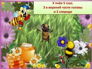 У пчёл 5 глаз.53 в верхней
         У пчёл глаз.
   3 в верхней части головы
части головы и 2 спереди
          и 2 спереди
 