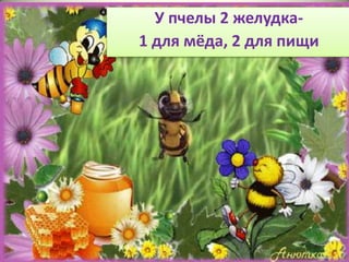 У пчелы 2 желудка-
1 для мёда, 2 для пищи
 