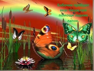Бабочки пробуют
  вкус пищи при
 помощи задних
      лапок.
 
