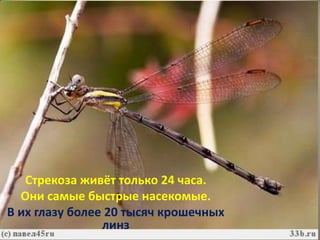 Стрекоза живёт только 24 часа.
  Они самые быстрые насекомые.
В их глазу более 20 тысяч крошечных
                линз
 
