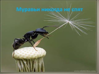 Муравьи никогда не спят
 