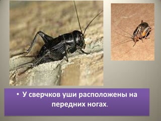 • У сверчков уши расположены на
          передних ногах.
 