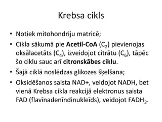 Krebsa cikls
• Notiek mitohondriju matricē;
• Cikla sākumā pie Acetil-CoA (C2) pievienojas
  oksālacetāts (C4), izveidojot citrātu (C6), tāpēc
  šo ciklu sauc arī citronskābes ciklu.
• Šajā ciklā noslēdzas glikozes šķelšana;
• Oksidēšanos saista NAD+, veidojot NADH, bet
  vienā Krebsa cikla reakcijā elektronus saista
  FAD (flavīnadenīndinukleīds), veidojot FADH2.
 