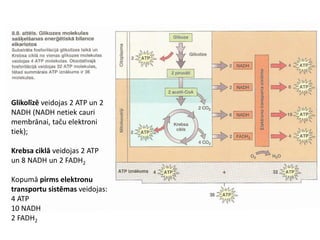 Glikolīzē veidojas 2 ATP un 2
NADH (NADH netiek cauri
membrānai, taču elektroni
tiek);

Krebsa ciklā veidojas 2 ATP
un 8 NADH un 2 FADH2

Kopumā pirms elektronu
transportu sistēmas veidojas:
4 ATP
10 NADH
2 FADH2
 