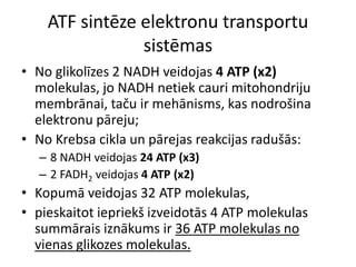 ATF sintēze elektronu transportu
                sistēmas
• No glikolīzes 2 NADH veidojas 4 ATP (x2)
  molekulas, jo NADH netiek cauri mitohondriju
  membrānai, taču ir mehānisms, kas nodrošina
  elektronu pāreju;
• No Krebsa cikla un pārejas reakcijas radušās:
  – 8 NADH veidojas 24 ATP (x3)
  – 2 FADH2 veidojas 4 ATP (x2)
• Kopumā veidojas 32 ATP molekulas,
• pieskaitot iepriekš izveidotās 4 ATP molekulas
  summārais iznākums ir 36 ATP molekulas no
  vienas glikozes molekulas.
 