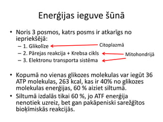 Enerģijas ieguve šūnā
• Noris 3 posmos, katrs posms ir atkarīgs no
  iepriekšējā:
  – 1. Glikolīze                       Citoplazmā
  – 2. Pārejas reakcija + Krebsa cikls            Mitohondrijā
  – 3. Elektronu transporta sistēma

• Kopumā no vienas glikozes molekulas var iegūt 36
  ATP molekulas, 263 kcal, kas ir 40% no glikozes
  molekulas enerģijas, 60 % aiziet siltumā.
• Siltumā izdalās tikai 60 %, jo ATF enerģija
  nenotiek uzreiz, bet gan pakāpeniski sarežģītos
  bioķīmiskās reakcijās.
 