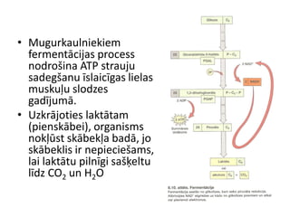 • Mugurkaulniekiem
  fermentācijas process
  nodrošina ATP strauju
  sadegšanu īslaicīgas lielas
  muskuļu slodzes
  gadījumā.
• Uzkrājoties laktātam
  (pienskābei), organisms
  nokļūst skābekļa badā, jo
  skābeklis ir nepieciešams,
  lai laktātu pilnīgi sašķeltu
  līdz CO2 un H2O
 