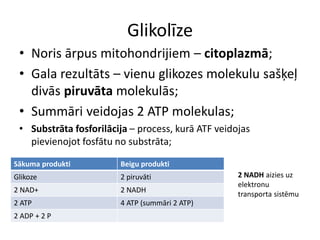 Glikolīze
 • Noris ārpus mitohondrijiem – citoplazmā;
 • Gala rezultāts – vienu glikozes molekulu sašķeļ
   divās piruvāta molekulās;
 • Summāri veidojas 2 ATP molekulas;
 • Substrāta fosforilācija – process, kurā ATF veidojas
   pievienojot fosfātu no substrāta;

Sākuma produkti         Beigu produkti
Glikoze                 2 piruvāti                  2 NADH aizies uz
                                                    elektronu
2 NAD+                  2 NADH
                                                    transporta sistēmu
2 ATP                   4 ATP (summāri 2 ATP)
2 ADP + 2 P
 
