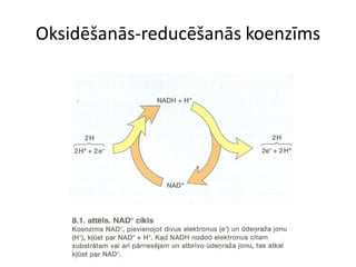 Oksidēšanās-reducēšanās koenzīms
 