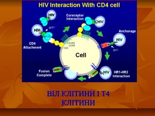 BBІЛ КЛІТИНИ І Т4ІЛ КЛІТИНИ І Т4
КЛІТИНИКЛІТИНИ
 