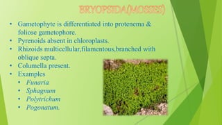 • Gametophyte is differentiated into protenema &
foliose gametophore.
• Pyrenoids absent in chloroplasts.
• Rhizoids multicellular,filamentous,branched with
oblique septa.
• Columella present.
• Examples
• Funaria
• Sphagnum
• Polytrichum
• Pogonatum.
 
