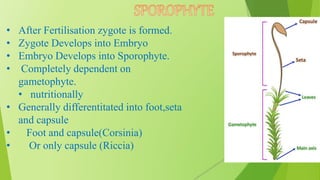 • After Fertilisation zygote is formed.
• Zygote Develops into Embryo
• Embryo Develops into Sporophyte.
• Completely dependent on
gametophyte.
• nutritionally
• Generally differentitated into foot,seta
and capsule
• Foot and capsule(Corsinia)
• Or only capsule (Riccia)
 