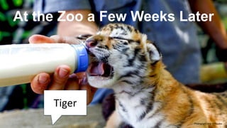 At the Zoo a Few Weeks Later
Tiger
Photograph:Skip O’Rourke
 