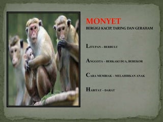 BERGIGI KACIP, TARING DAN GERAHAM
LITUPAN – BERBULU
ANGGOTA – BERKAKI DUA, BEREKOR
CARA MEMBIAK – MELAHIRKAN ANAK
HABITAT – DARAT
 