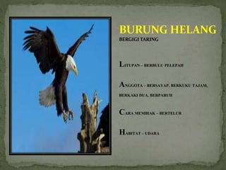 BERGIGI TARING
LITUPAN – BERBULU PELEPAH
ANGGOTA – BERSAYAP, BERKUKU TAJAM,
BERKAKI DUA, BERPARUH
CARA MEMBIAK – BERTELUR
HABITAT – UDARA
 