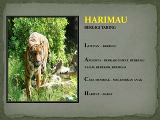 BERGIGI TARING
LITUPAN – BERBULU
ANGGOTA – BERKAKI EMPAT, BERKUKU
TAJAM, BEREKOR, BERMISAI
CARA MEMBIAK – MELAHIRKAN ANAK
HABITAT – DARAT
 