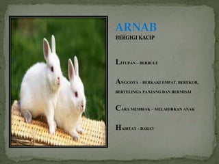 BERGIGI KACIP
LITUPAN – BERBULU
ANGGOTA – BERKAKI EMPAT, BEREKOR,
BERTELINGA PANJANG DAN BERMISAI
CARA MEMBIAK – MELAHIRKAN ANAK
HABITAT – DARAT
 