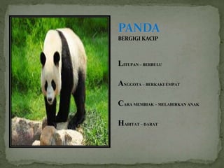 BERGIGI KACIP
LITUPAN – BERBULU
ANGGOTA – BERKAKI EMPAT
CARA MEMBIAK – MELAHIRKAN ANAK
HABITAT – DARAT
 