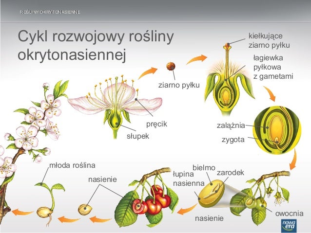 Cykl Rozwojowy Nagonasiennych Nasiona