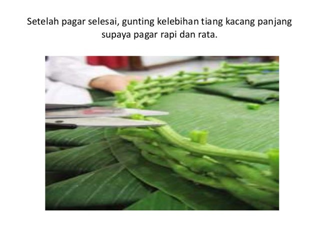Cara Membuat Pagar Dari Kacang  Panjang  Untuk Nasi Tumpeng  