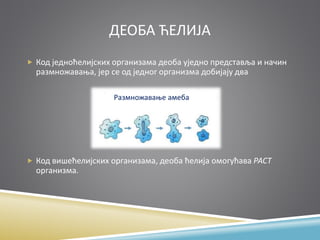 ДЕОБА ЋЕЛИЈА
 Код једноћелијских организама деоба уједно представља и начин
размножавања, јер се од једног организма добијају два
 Код вишећелијских организама, деоба ћелија омогућава РАСТ
организма.
Размножавање амеба
 