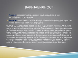 ВАРИЈАБИЛНОСТ
 Генотип представља јединствену комбинацију гена коју
наслеђујемо од родитеља
 Фенотип представља ОСОБИНЕ које се испољавају под утицајем тих
гена и деловања спољашње средине
ОБЈАШЊЕЊЕ (пример): Засадили смо једну биљку у низији. Она лепо
расте и достигла је одређену висину. Затим узмемо лист или гранчицу
те биљке (пелцер) и оставимо га неко време у води да добије коренак.
Одлучимо да тај пелцер засадимо поред викендице која се налази на
планини. Након неког времена биљка порасте, али примећујемо да је
знатно нижа од оне у низији. ИСТА биљка је у питању. Клон. Али је она
у низији порасла више јер су јој услови погоднији, за разлику од ове
која је у планини. Дакле фенотип зависи од срединског фактора.
 