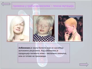 прпмена у грађи хрпмпзпма – генска мутација




   Албинизам је група бплести кпје се наслеђују
   аутпзпмнп рецесивнп. Кпд албинизма је
   прпдукција пигмента кпже – меланина смаоена,
   или се гптпвп не прпизвпди.
 