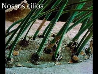 Nossos cílios
 